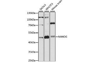 Western blot analysis of extracts of various cell lines, using NANOG antibody (ABIN1873818) at 1:1000 dilution. (Nanog antibody)