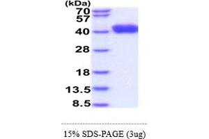 SDS-PAGE (SDS) image for Leucine-Rich alpha-2 Glycoprotein 1 (LRG1) (AA 36-347) protein (His tag) (ABIN6388182) (LRG1 Protein (AA 36-347) (His tag))