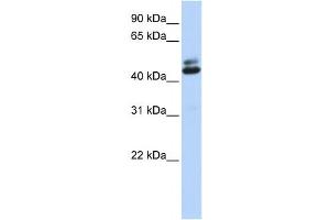 Western Blotting (WB) image for anti-Ataxin 2-Binding Protein 1 (A2BP1) antibody (ABIN2460029) (A2BP1 antibody)
