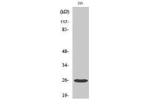 Western Blotting (WB) image for anti-Tetraspanin 8 (TSPAN8) (Internal Region) antibody (ABIN3187231) (Tspan-8 antibody  (Internal Region))