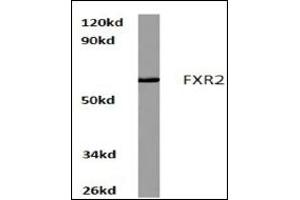 Image no. 1 for anti-Fragile X Mental Retardation, Autosomal Homolog 2 (FXR2) antibody (ABIN272201) (FXR2 antibody)