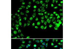 Immunofluorescence analysis of A549 cells using C16orf80 Polyclonal Antibody (C16orf80 antibody)