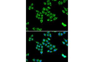 Immunofluorescence (IF) image for anti-PC antibody (ABIN1980317) (PC antibody)