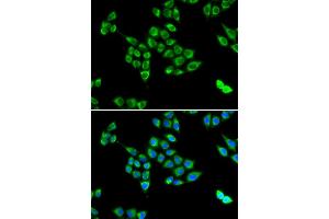 Immunofluorescence (IF) image for anti-PC antibody (ABIN1980317) (PC antibody)