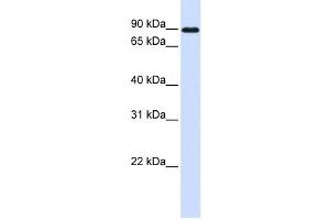 Western Blotting (WB) image for anti-Cadherin 24 (CDH24) antibody (ABIN2459331) (Cadherin 24 antibody)