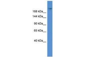 TPR antibody  (AA 2034-2083)