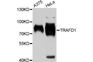 Western blot analysis of extracts of various cell lines, using TRAFD1 antibody.