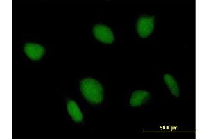 Immunofluorescence of purified MaxPab antibody to TCEA2 on HeLa cell. (TCEA2 antibody  (AA 1-299))