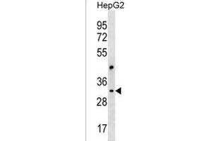 CEP170L Antibody (Center) (ABIN1537852 and ABIN2850210) western blot analysis in HepG2 cell line lysates (35 μg/lane). (CEP170P1 antibody  (AA 140-167))