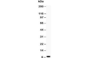 Western blot testing of Defensin 1 antibody at and COLO320 lysate;  Predicted size: 7KD;  Observed size: 7KD