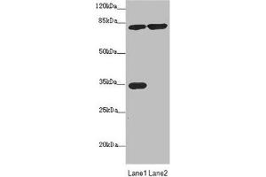 Western blot All lanes: MTO1 antibody at 4. (MTO1 antibody  (AA 420-680))