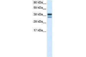 MAPK14 antibody (70R-10491) used at 0. (MAPK14 antibody  (C-Term))