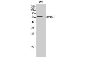 Western Blotting (WB) image for anti-Cytochrome P450, Family 17, Subfamily A, Polypeptide 1 (CYP17A1) (Internal Region) antibody (ABIN3174632) (CYP17A1 antibody  (Internal Region))