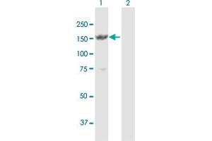 Western Blot analysis of MYBBP1A expression in transfected 293T cell line by MYBBP1A MaxPab polyclonal antibody. (MYBBP1A antibody  (AA 1-1328))