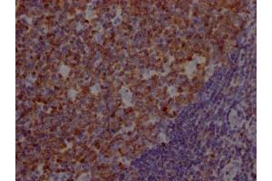 IHC image of ABIN7127370 diluted at 1:100 and staining in paraffin-embedded human tonsil tissue performed on a Leica BondTM system. (Recombinant POU2AF1 antibody)