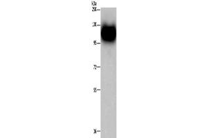 Western Blotting (WB) image for anti-Myelin Associated Glycoprotein (MAG) antibody (ABIN2421816) (MAG antibody)