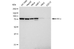 Western blotting analysis using IKK alpha antibody (ABIN7798147). (Recombinant IKK alpha antibody)