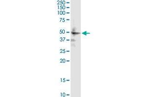 ZIC1 antibody  (AA 139-212)