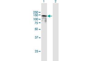Western Blot analysis of BBX expression in transfected 293T cell line by BBX MaxPab polyclonal antibody. (BBX antibody  (AA 1-911))