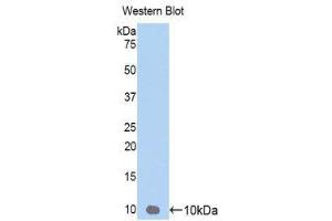 Western Blotting (WB) image for anti-Chemokine (C-X-C Motif) Ligand 3 (CXCL3) (AA 35-107) antibody (ABIN3206365) (CXCL3 antibody  (AA 35-107))