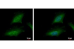 ICC/IF Image karyopherin alpha 2 antibody [C3], C-term detects karyopherin alpha 2 protein at cytoplasm and nucleus by immunofluorescent analysis. (KPNA2 antibody  (C-Term))