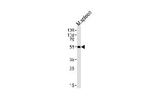 Western blot analysis of lysate from mouse spleen tissue lysate, using Mouse Lrmp Antibody (C-term) (ABIN1881507 and ABIN2838781). (LRMP antibody  (C-Term))