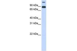Image no. 1 for anti-Transmembrane Protein 48 (TMEM48) (AA 324-373) antibody (ABIN6740960) (TMEM48 antibody  (AA 324-373))