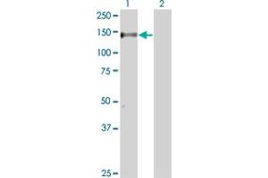 GRF2 antibody  (AA 1-110)