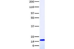 Validation with Western Blot (CCL28 Protein)