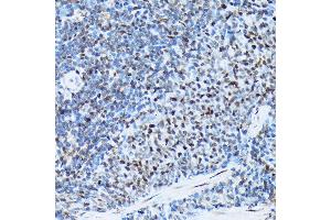 Immunohistochemistry of paraffin-embedded rat spleen using Histone H3 Rabbit mAb (ABIN7267705) at dilution of 1:100 (40x lens). (HIST1H3A antibody)