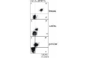 Double staining of human, canine and porcine B lymphocytes with anti-CD79a (HM57) and anti-CD20 antibody. (CD20 antibody)