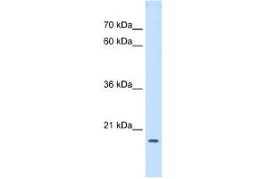 WB Suggested Anti-ASF1B Antibody Titration:  0. (ASF1B antibody  (Middle Region))