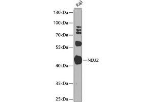 Western blot analysis of extracts of Raji cells, using NEU2 antibody (ABIN6129463, ABIN6144540, ABIN6144541 and ABIN6224161) at 1:1000 dilution.