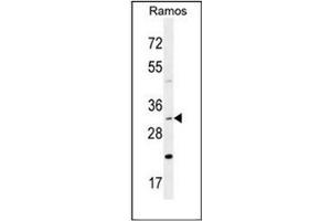 Western blot analysis of DNAJB13 Antibody (Center) in Ramos cell line lysates (35ug/lane).