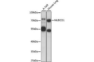 Western blot analysis of extracts of various cell lines, using NUDCD1 antibody (ABIN7269067) at 1000 dilution. (NUDCD1 antibody  (AA 304-583))