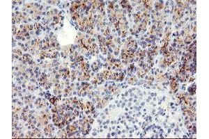 Image no. 1 for anti-Snail Family Zinc Finger 2 (SNAI2) antibody (ABIN1500979) (SLUG antibody)