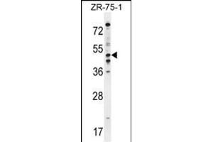 PDE7B Antibody (C-term) (ABIN654632 and ABIN2844328) western blot analysis in ZR-75-1 cell line lysates (35 μg/lane). (PDE7B antibody  (C-Term))