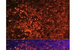 Immunofluorescence analysis of Mouse thymus using ICOS Polyclonal Antibody at dilution of 1:100. (ICOS antibody)