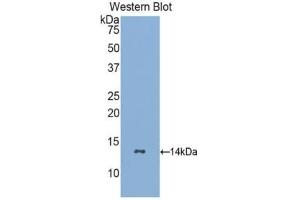 CSF3R antibody  (AA 26-138)