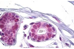 Anti-SSB antibody IHC staining of human breast. (SSB antibody  (AA 341-390))