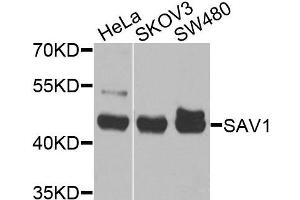 Western blot analysis of extracts of various cells, using SAV1 antibody. (SAV1 antibody)