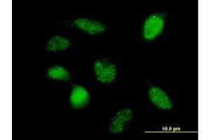 Immunofluorescence of purified MaxPab antibody to POLR3F on HeLa cell. (POLR3F antibody  (AA 1-316))