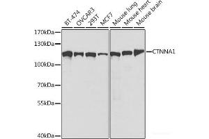 Western blot analysis of extracts of various cell lines using CTNNA1 Polyclonal Antibody at dilution of 1:1000. (CTNNA1 antibody)