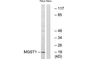 Western blot analysis of extracts from HeLa cells, using MGST1 Antibody. (MGST1 antibody  (AA 42-91))