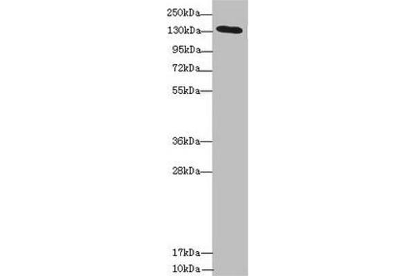 NPHP3 抗体  (AA 1-130)