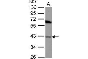 WB Image Sample (30 ug of whole cell lysate) A: U87-MG 10% SDS PAGE antibody diluted at 1:1000 (DNAJB1 antibody  (Center))