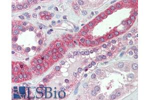 ABIN1590005 (5µg/ml) staining of paraffin embedded Human Kidney. (Myosin IH antibody  (C-Term))