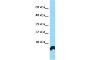 GTF2H5 antibody  (C-Term)