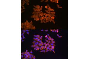 Immunofluorescence analysis of HeLa cells using ETF1 Rabbit pAb (ABIN6129660, ABIN6140313, ABIN6140314 and ABIN6221622) at dilution of 1:100 (40x lens). (ETF1 antibody  (AA 278-437))