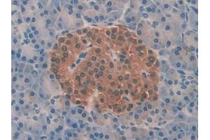 DAB staining on IHC-P; Samples: Human Pancreas Tissue (PFN2 antibody  (AA 5-140))
